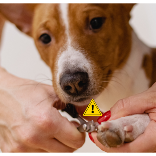 PawCare (8).png__PID:fc0fccc6-46cf-4a2b-9c73-4a122c3efa35